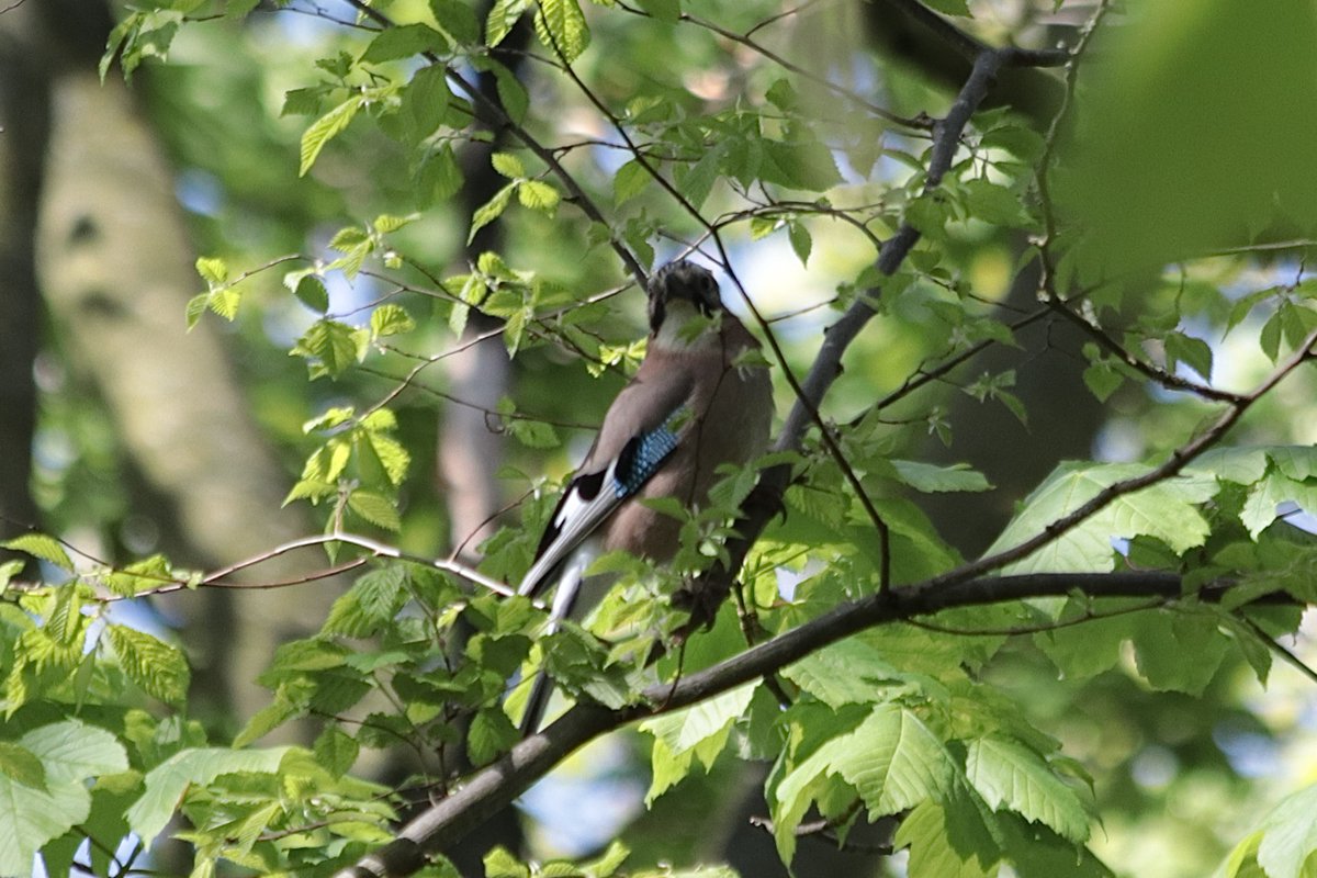 Bird on a stick - Jay, Branston Hall Wood (3 views) @Natures_Voice @Lincsbirding @LincsNaturalist