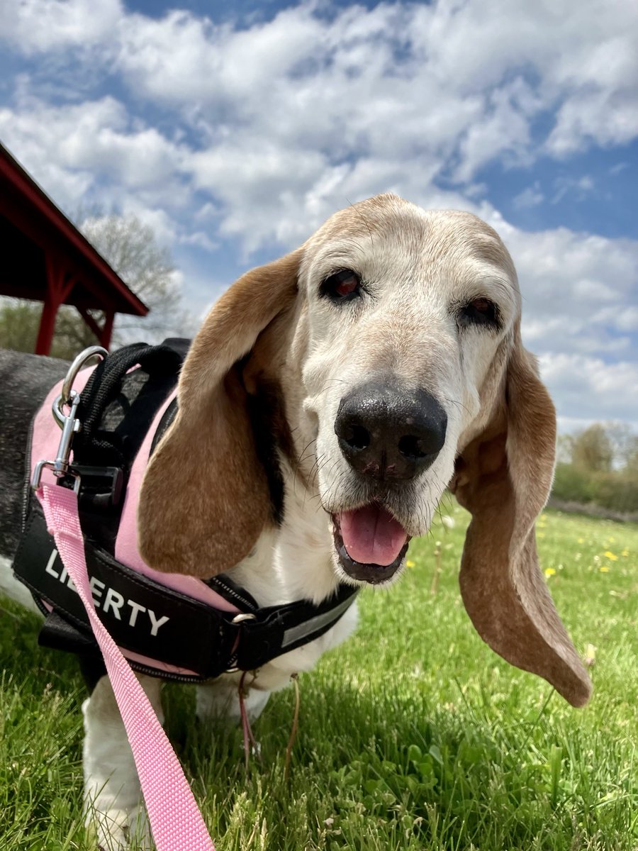 My sweet girl did not survive, she had a neurological disorder/brain cancer~she passed as I was holding her, I told her over and over how important she was and that she was loved fiercely. Run free in heaven my sweet girl, you will never be forgotten 🐾💜