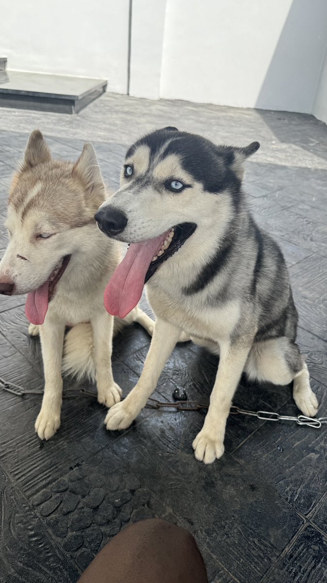 Adult male and female pure breed huskies imported from Russia 🇷🇺 for SALE!!! The female is 8 months while the male is 1 year, 3 months. They are well vaccinated and also have their pet international passports. 

N800,000 only for each. This the fairest price for a husky in the