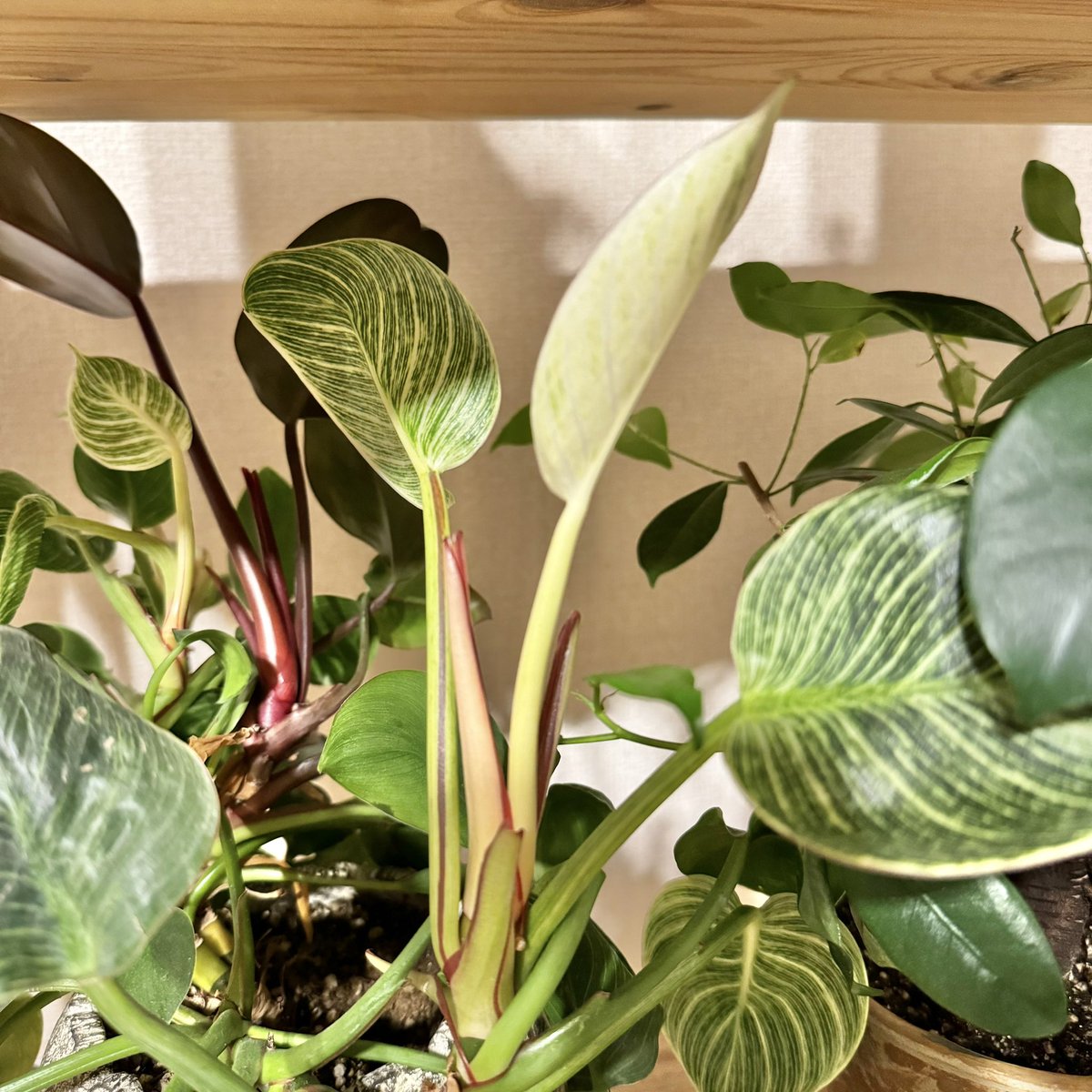 フィロデンドロンバーキン、新芽がどんどん増えてます。

#観葉植物 #フィロデンドロン #フィロデンドロンバーキン #philodendron #philodendronbirkin #birkin #foliageplant #houseplants #greenplants #indoorplants #観葉植物のある暮らし #グリーンのある暮らし #緑のある暮らし