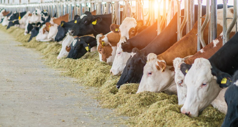 Phibro Animal Health Corp. entered into a definitive agreement to acquire @Zoetis' medicated feed additive product portfolio for $350 million. njbiz.com/phibro-animal-…