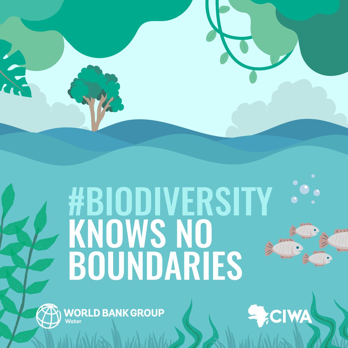 #BuildBackBiodiversity 🌿🐟🦌 @CIWAprogram works with river basin organizations (RBOs) & govmt's across Sub-Saharan #Africa 🌍 to safeguard healthy, productive #ecosystems for all 🤲🏿 Explore our work in this CIWA blog 📰 👉🏿 wrld.bg/J6XA50RkLrg