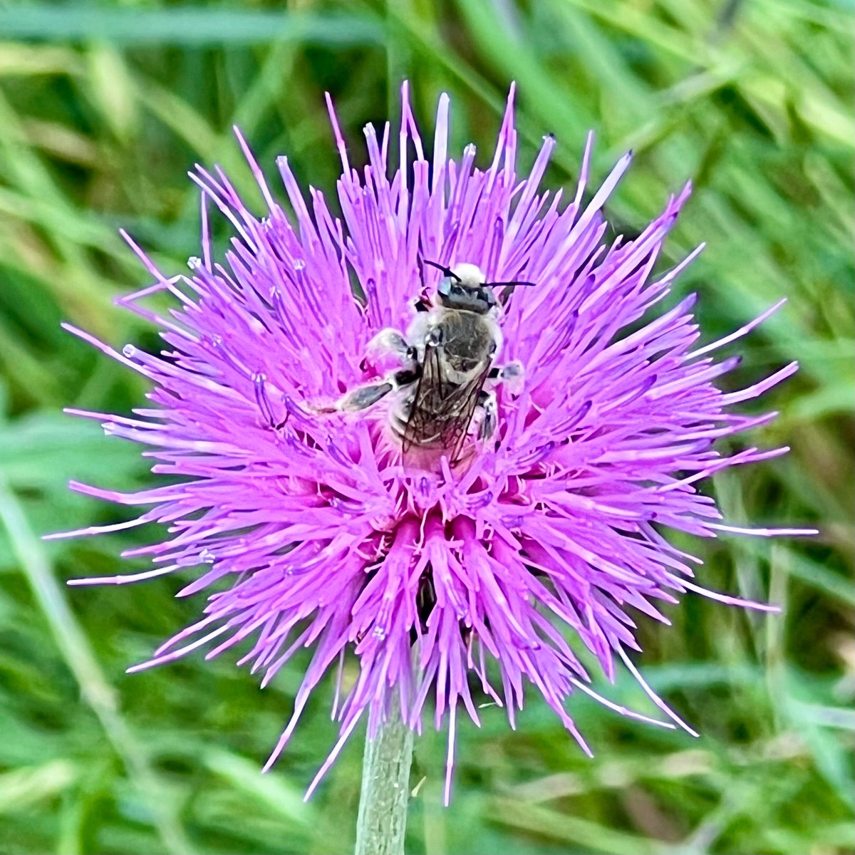 I found a sleeping bee. 
#HoneyBee #SleepingBee #TexasWildflowers #PurpleThistle #TexasSpring
#PossumKingdomLake