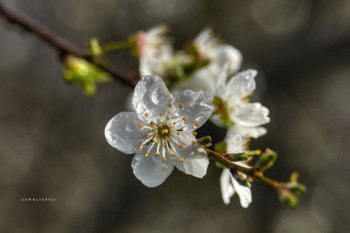 Çokça kendi kabuğuna çekilip
Gelene 'hoş geldin' diyebilmektir hayat

#macrophotography #flower #photography #PHOTOS #artphoto #capture #cmlspc #cemalsepici #spring  #natural #NatureBeautiful #NatureBeauty #naturelovers #NaturePhotograhpy