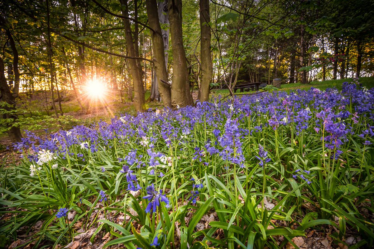 Have you spotted any Bluebells yet? I do love a carpet of of these pretty flowers!

📍Balbirnie Park, #Markinch

#LoveFife #KingdomOfFfie