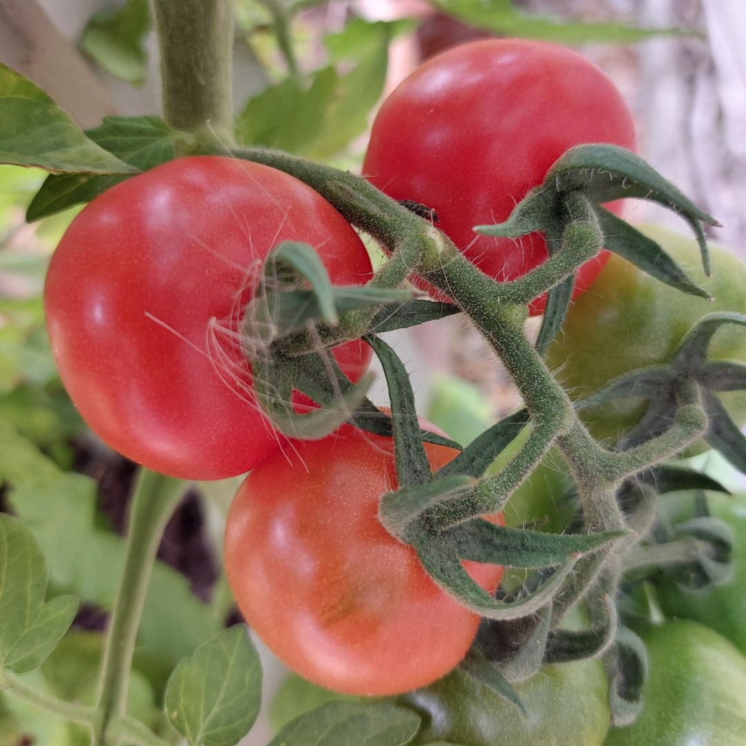 This week is National Gardening Week, which coincides with <a href="/StMarysGrowClub/">St Mary's Calne Grow Club</a>  first anniversary. To celebrate, three of the LVI involved in Grow Club went to Highgrove Estate, and the National Arboretum at Westonbirt. Our Grow Club meets every Friday in the Jubilee Garden.
