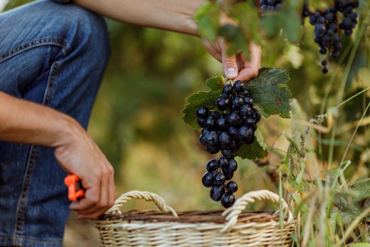 Amazin’ raisin! Ohio has nearly 500 grape growers and their versatile vines can do a lot! On National Raisin Day, we’re highlighting these fabulous farmers!