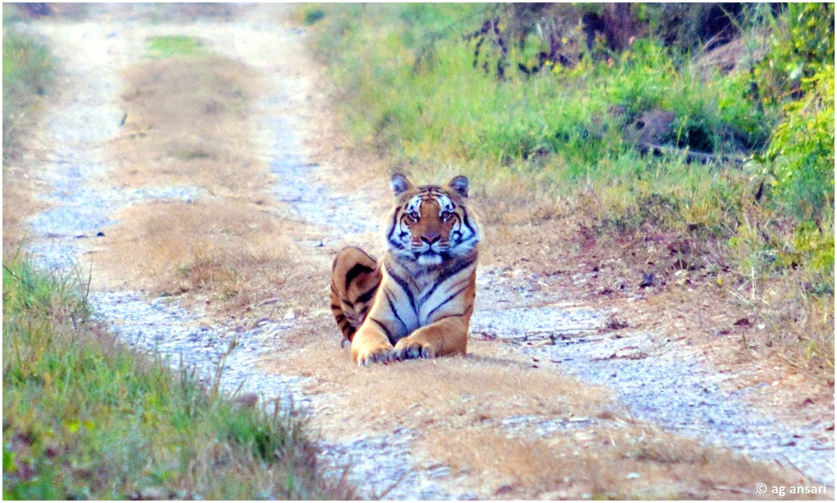 Alert &amp; Focused..Corbett Tiger Reserve..