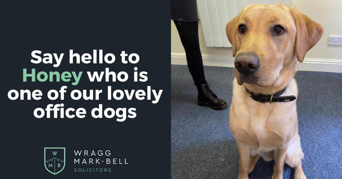 We're rounding off #NationalPetMonth with Honey 🐶 
Honey is a big character with lots of energy to bound around the office with. She's solicitor Jeff Smith's dog.  
If you want to join our dog-friendly office, take a look at our vacancies 👉 bit.ly/WMBJobs