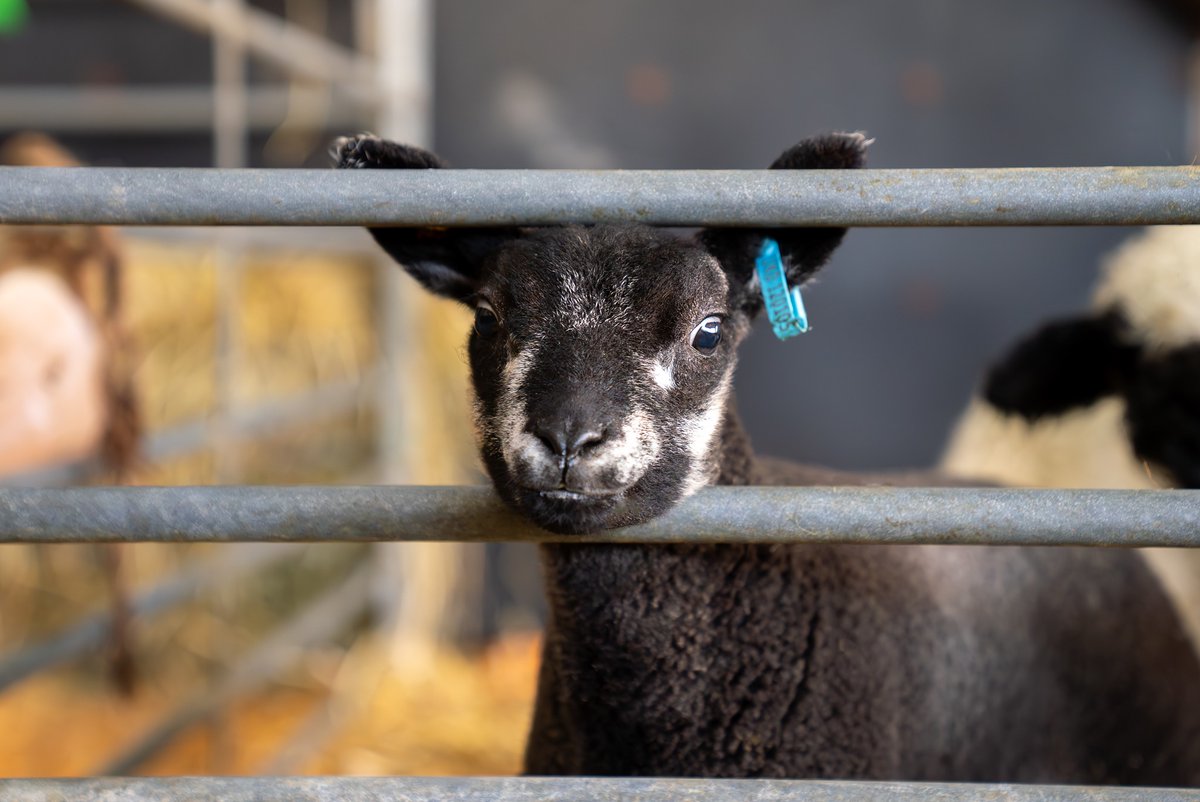 There's plenty of lambs in our crèche relying on our farmers for that bit of special care. 🍼 So join Farmer Rob LIVE 7.30am tomorrow on Facebook as we visit the roundhouse and check in on this year's most vulnerable members of the flock 🐑 Set a reminder: facebook.com/events/2949995…