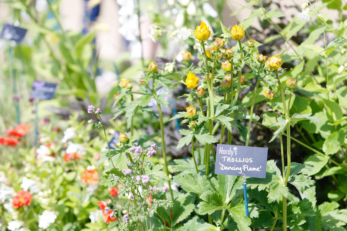 Tomorrow is the first day of the Spring Fair! We kindly ask that you follow the BLUE BBC Gardeners' World Spring Fair Event signs, rather than the brown National Motor Museum signs. This will direct you via the Ipley crossroads & Beaulieu Road, instead of via Beaulieu Village.