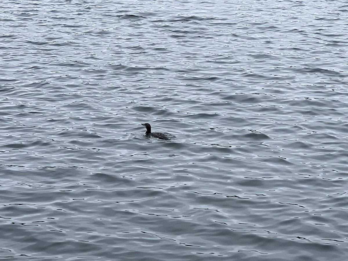 One of the Common Loons giving me a nice look in the southwest corner of the Reservoir. #birdcp