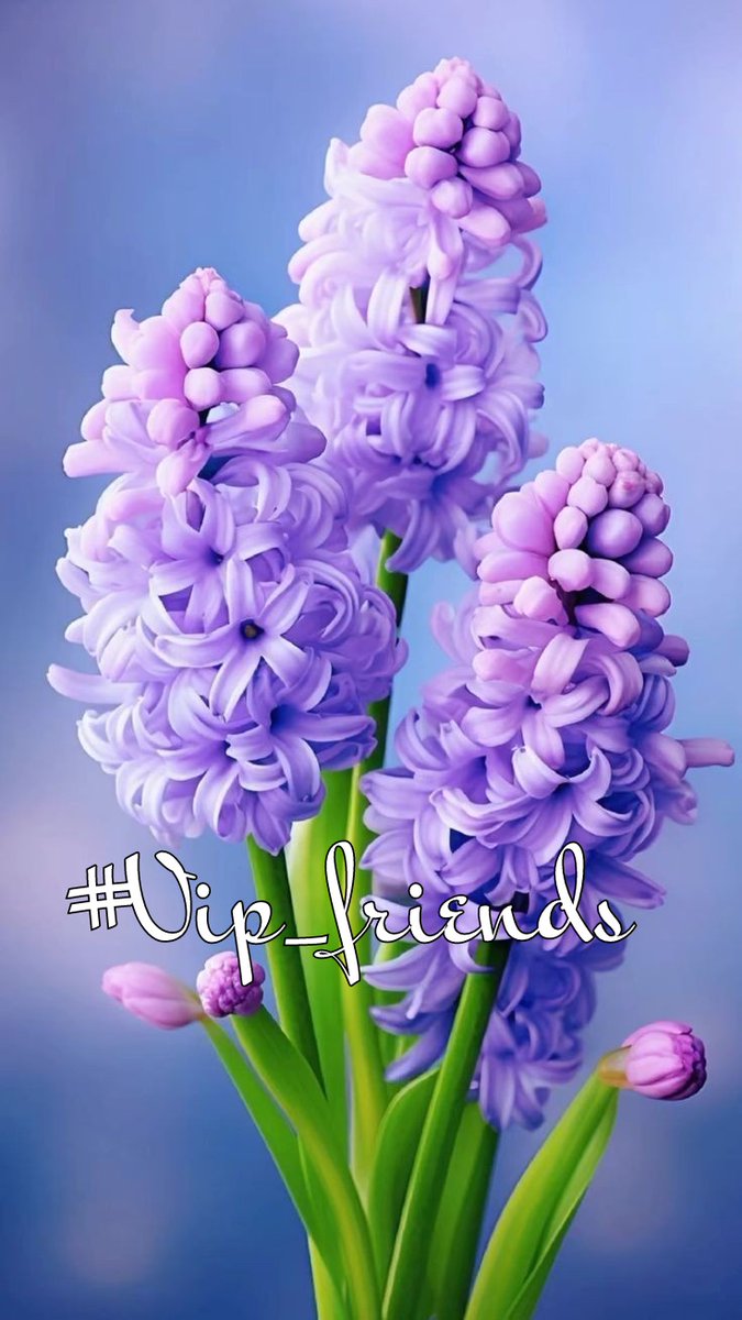 #VIP_FRIENDS ⭐ @ALESXIA_ANK @MARTHA_CAN2 @_ALESXIA @tripletsfan19 @Ruth_111 @Efamy_ @Madi_h8 @As_t40 @WALLI27 @ALANA_T7 @DALIHAH_ 🪻 🪻 🪻 @MERRY_ZAE @TOP_ANAHI @Bn_gsh2 @kg_977 @goldisez @MQ_786 @GRAHAM15583 @LauraMi25356713 @NabobJuliuson @nuvisionquestt3 @VIO_LET9