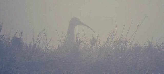 “The Haunting” 🎶 @GeoPoetry24 #prompt #WritingPrompts #WritingCommunity #poetrycommunity #haiku #Marsh lonely in the mist by the burbling Curlew kissed to song of salt marsh 🪽💗🪷💗🪽