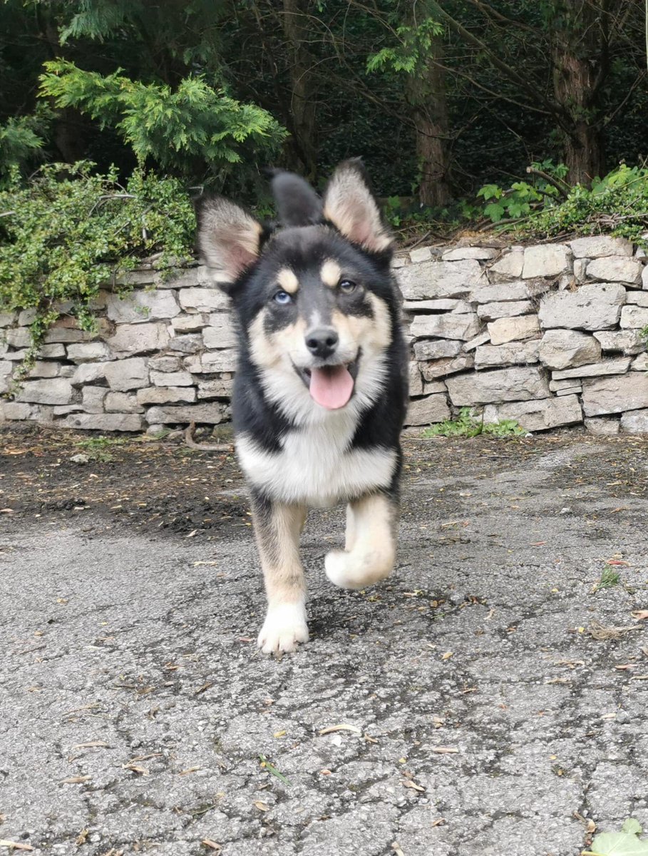 Please retweet to help Billy find a home #YORKSHIRE #UK - may be able to re home to other areas. CAN YOU HELP BILLY ? ⭐️⭐️⭐️⭐️⭐️ 'Billy is a 16 weeks old, Husky/Pomeranian cross. Billy arrived into our care with 3 of his siblings. Upon arriving in our care, it was immediately…