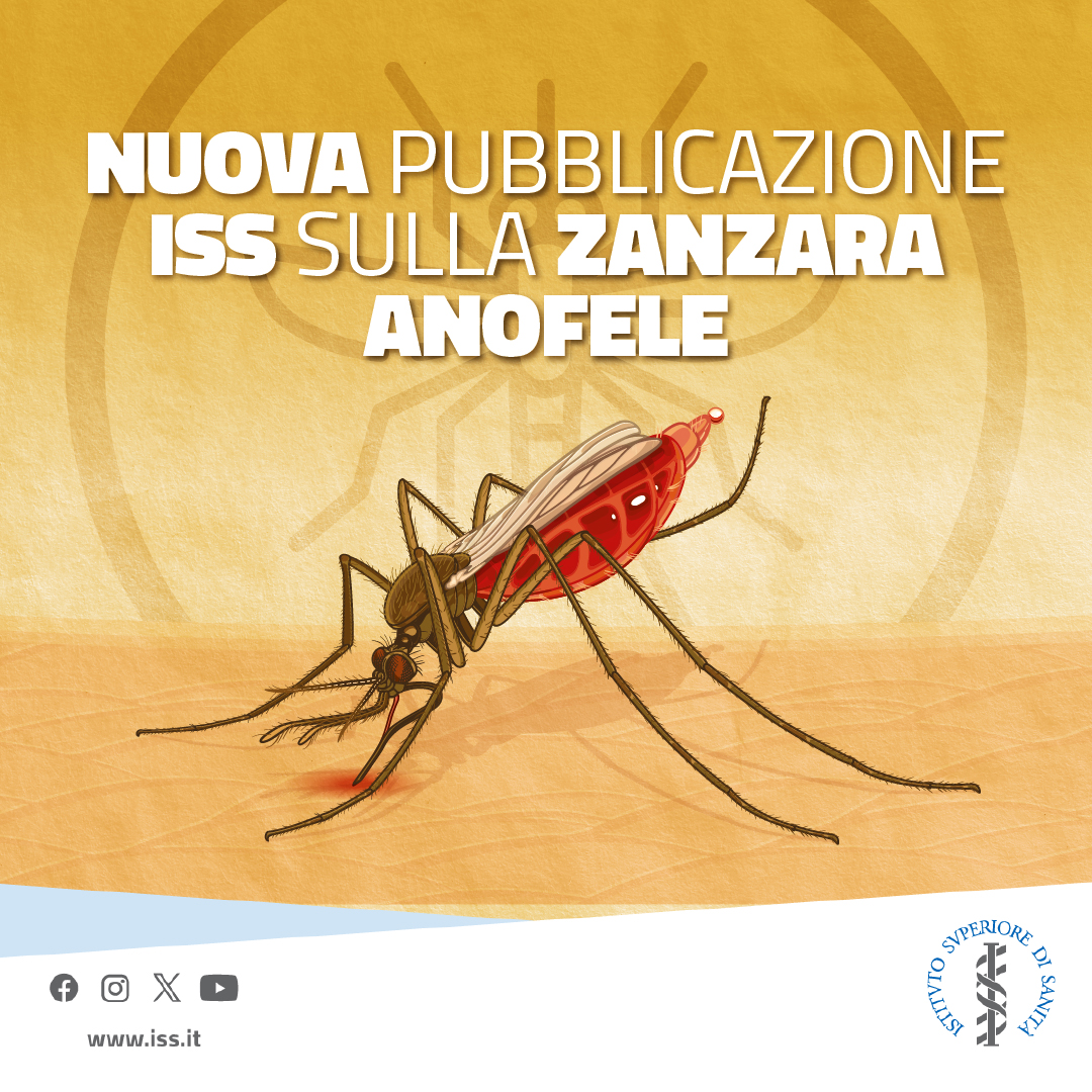 🦟Un esemplare di zanzara #Anophelessacharovi, teoricamente in grado di trasmettere la #malaria, è stato trovato sulla costa #salentina dopo oltre mezzo secolo, ma non c'è nessun allarme sul ritorno della malattia. 🔎Per approfondire: shorturl.at/ewKP0 #iss