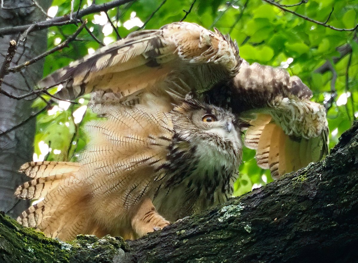 One of my favorite photos of Flaco, taken in Central Park's Loch one year ago today. It makes me laugh because it looks like he's trying to scare someone on Halloween. As I recall, he was simply shaking off water after being doused by rain. ❤️🦉❤️#Flaco #CentralPark #birdcpp