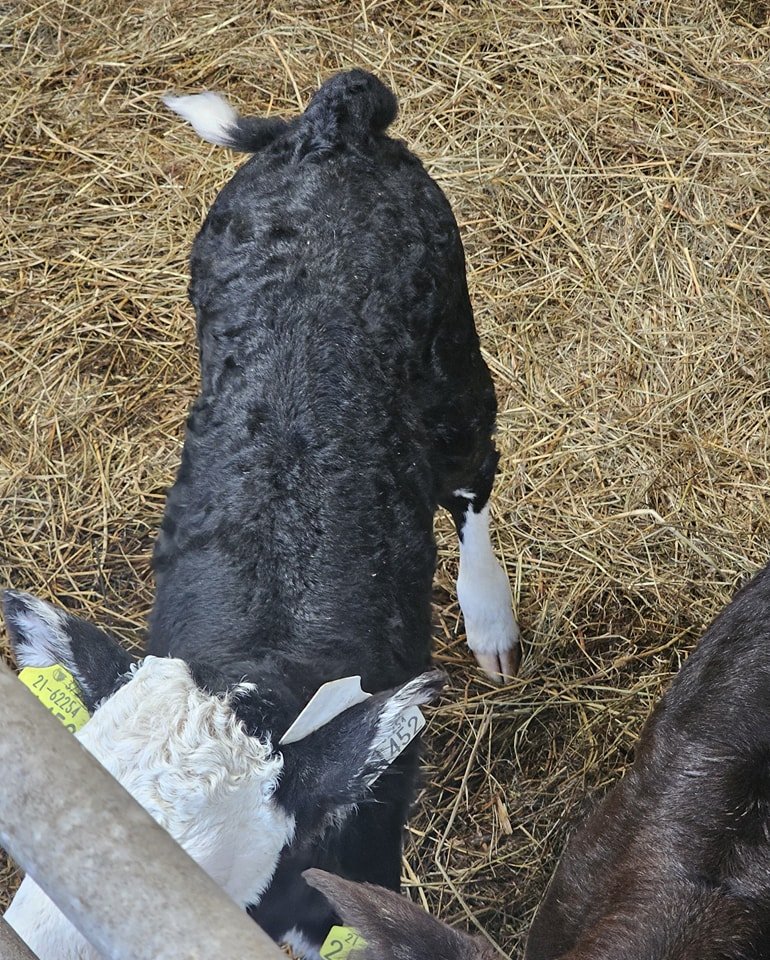 Netherhall Daffy HE6340 heifer calf. 

Daffy is easily calved and progeny off the dairy herd are realising top prices this season.  

#BullWiseAI #TeamDairy #CRV4ALL