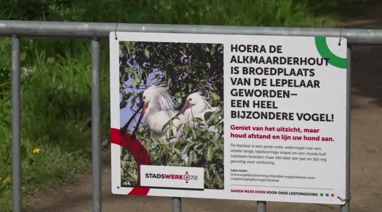 Jonge lepelaars in de Alkmaarderhout: “Prie, prie, prie!”: Een groep lepelaars streek zo'n anderhalve maand geleden neer in de Alkmaarderhout en besloot daar nesten te bouwen. Een uniek tafereel, want dat is voor zover bekend nog niet eerder… dlvr.it/T6Cchk #Alkmaar