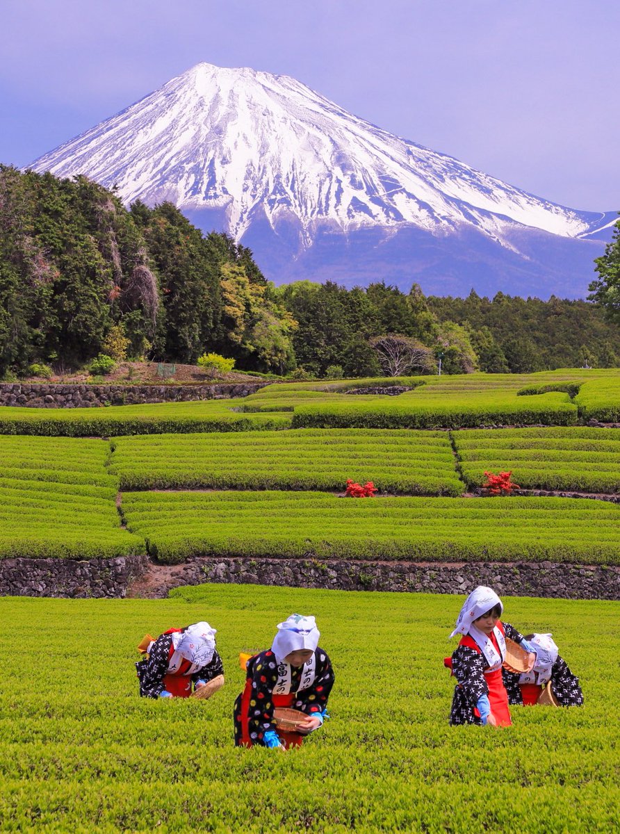 5月1日は、夏も近づく八十八夜🌿🍵😊
#富士山　#八十八夜