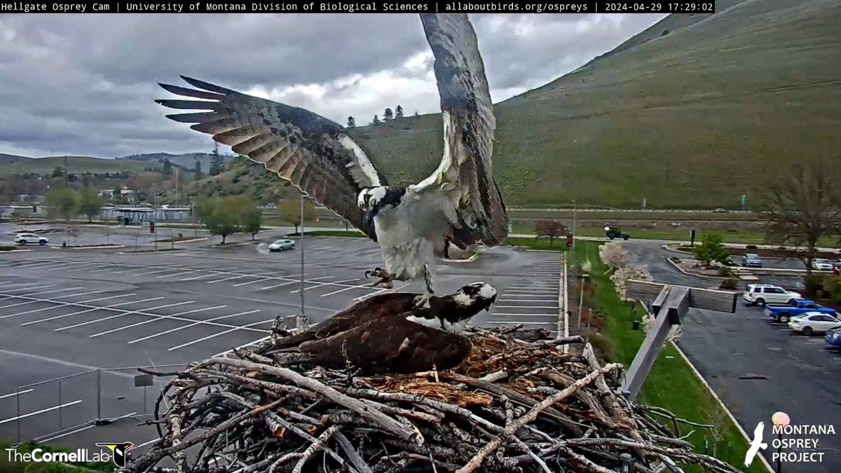 4/30 Good Morning, #CHOWS! “Today you are You, that is truer than true. There is no one alive who is Youer than You.” Dr. Seuss
Be You Today!
#ProjectNewMate 
#BeAnIris
#HellgateOsprey
