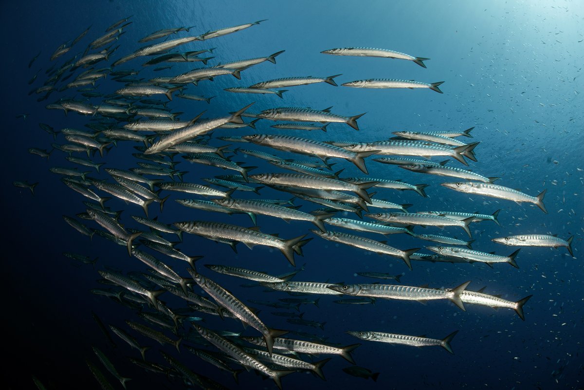 #MedSea4Fish focuses on three key components:
📌 Knowledge: monitoring #fisheries and #ecosystems
📌 Expertise: training and #capacitybuilding
📌 Infrastructure: providing facilities and #technology 

Discover more about the programme here:
fao.org/gfcm/activitie…