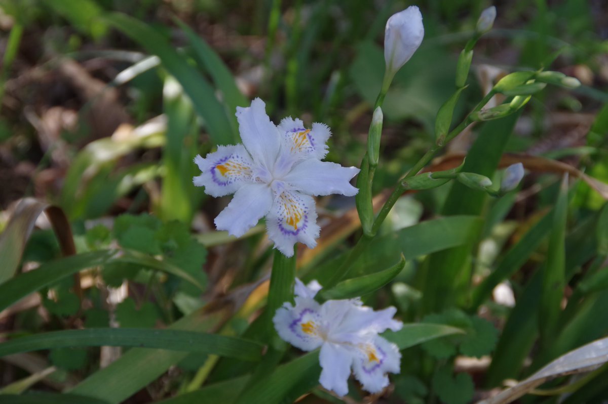 「シャガの花」
八ヶ岳南麓より。
#八ヶ岳南麓より 
#シャガの花
#シャガ
#花フレンド
#はなまっぷ 
#写真好きな人と繋がりたい 
#写真撮ってる人と繋がりたい 
#写真で伝えたい私の世界 
#ふぉと
#フォトジェニック
#ファインダー越しの私の世界 
#東京カメラ部
#広がり同盟