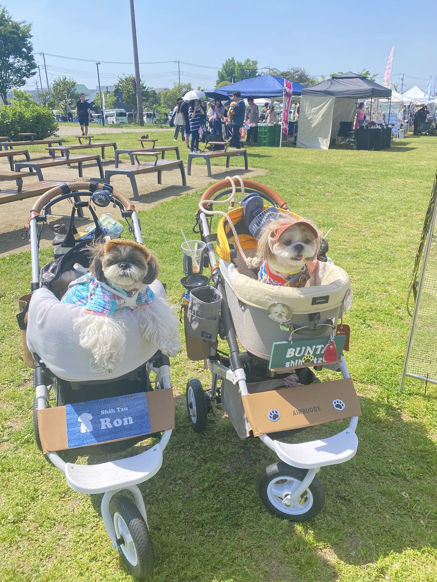 お友達と公園に行ったら
お魚さんがお空を泳いでたでち…❓

#シーズー #shihtzu 
＃犬 ＃dog #犬好き
＃犬好きさんと繋がりたい 
＃犬との生活  ＃犬のいる幸せ 
＃犬との暮らし  ＃いぬすたぐらむ
＃いぬのいる暮らし ＃いぬのきもち
#asknowas #asknowasdewan
#snobbishbabies