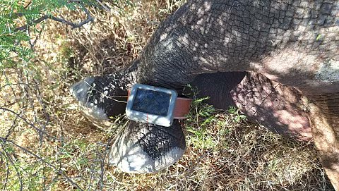 #SouthAfrica Good news - Some #rhinos are now collared & constantly tracked by AI at Addo to secure their safety in a 1st-of-its-kind intervention at the park thanks to NPO donations🙏👏👏👏#StopRhinoPoaching
algoafm.co.za/local/rhinos-n…