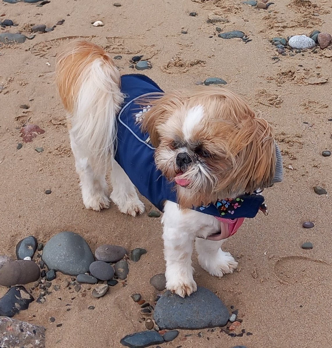 Happy #TongueOutTuesday to all my amazing pals. Have a fabby day xx