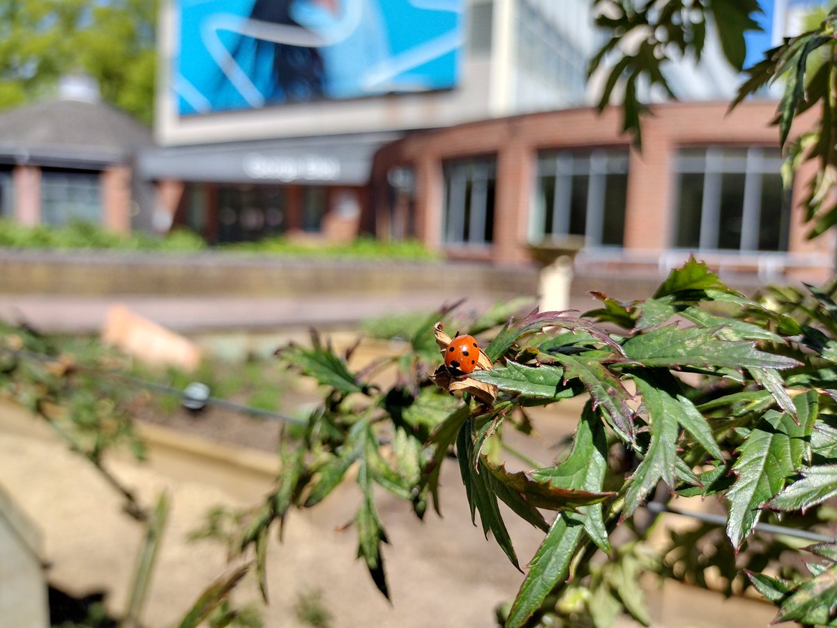 Spirituality & Faith (@covsfc) on Twitter photo Our chaplains visited the beautiful <a href="/covcampus/">Coventry University</a> edible garden today. Such a beautiful space with various plants and flowers. We were lucky to spot a ladybird 🐞 too! Our chaplains visited the beautiful <a href="/covcampus/">Coventry University</a> edible garden today. Such a beautiful space with various plants and flowers. We were lucky to spot a ladybird 🐞 too!