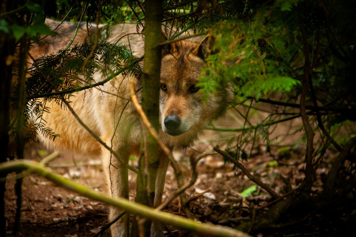 Next Wildwood Devon Night Tour - May 19th 🐺🌙 April's tour was a sell out and tickets are going fast! Secure your spot today👇 shop.wildwoodtrust.org/devon-tickets-… 📸 Ollie Toop #devon #eastdevon #southdevon #wildwooddevon #otterystmary #exeter #wildwoodtrust