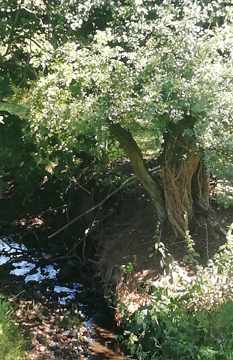 #nature #naturelovers #trees #treelovers #thicktrunktuesday #IndiAves #TwitterNatureCommunity One from a different walk.(Charlie didn't like it,not enough people to fuss him).