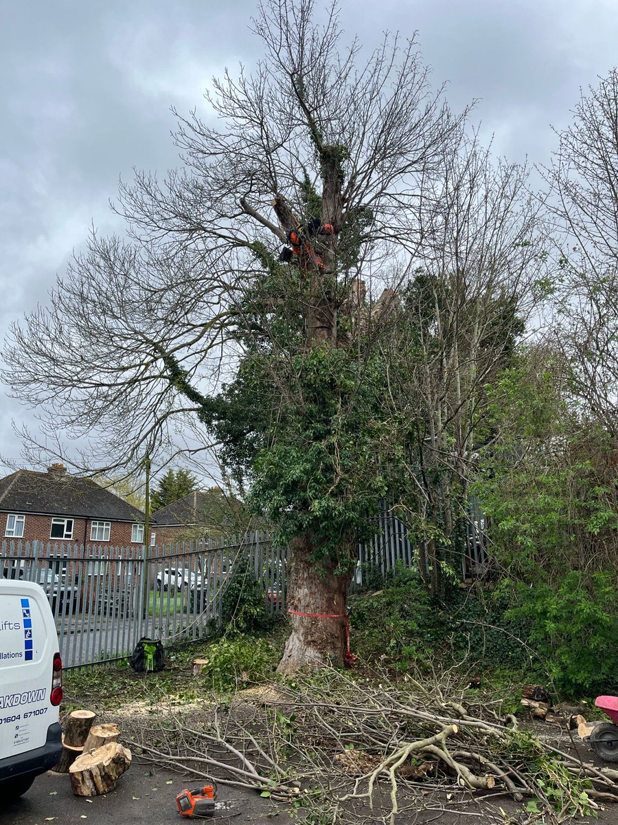 TreeProLtd's tweet image. A commercial client in Aylesford, Kent 

We carried out a full inspection and removed rooted limbs and served the ivy making future inspection possible. We then compiled a report for the client for them to present to there insurance company.