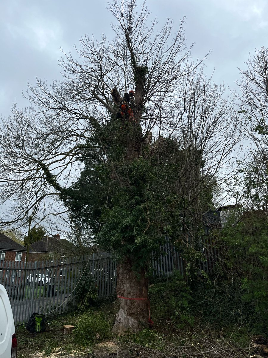 TreeProLtd's tweet image. A commercial client in Aylesford, Kent 

We carried out a full inspection and removed rooted limbs and served the ivy making future inspection possible. We then compiled a report for the client for them to present to there insurance company.