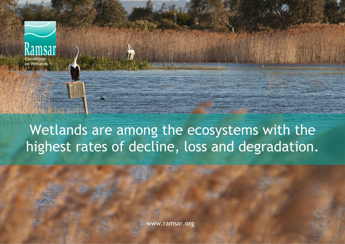 Wetlands are disappearing three times faster than forests. Human activities that lead to loss of wetlands include drainage and infilling for agriculture and construction, pollution, overfishing and overexploitation of resources, invasive species and climate change.