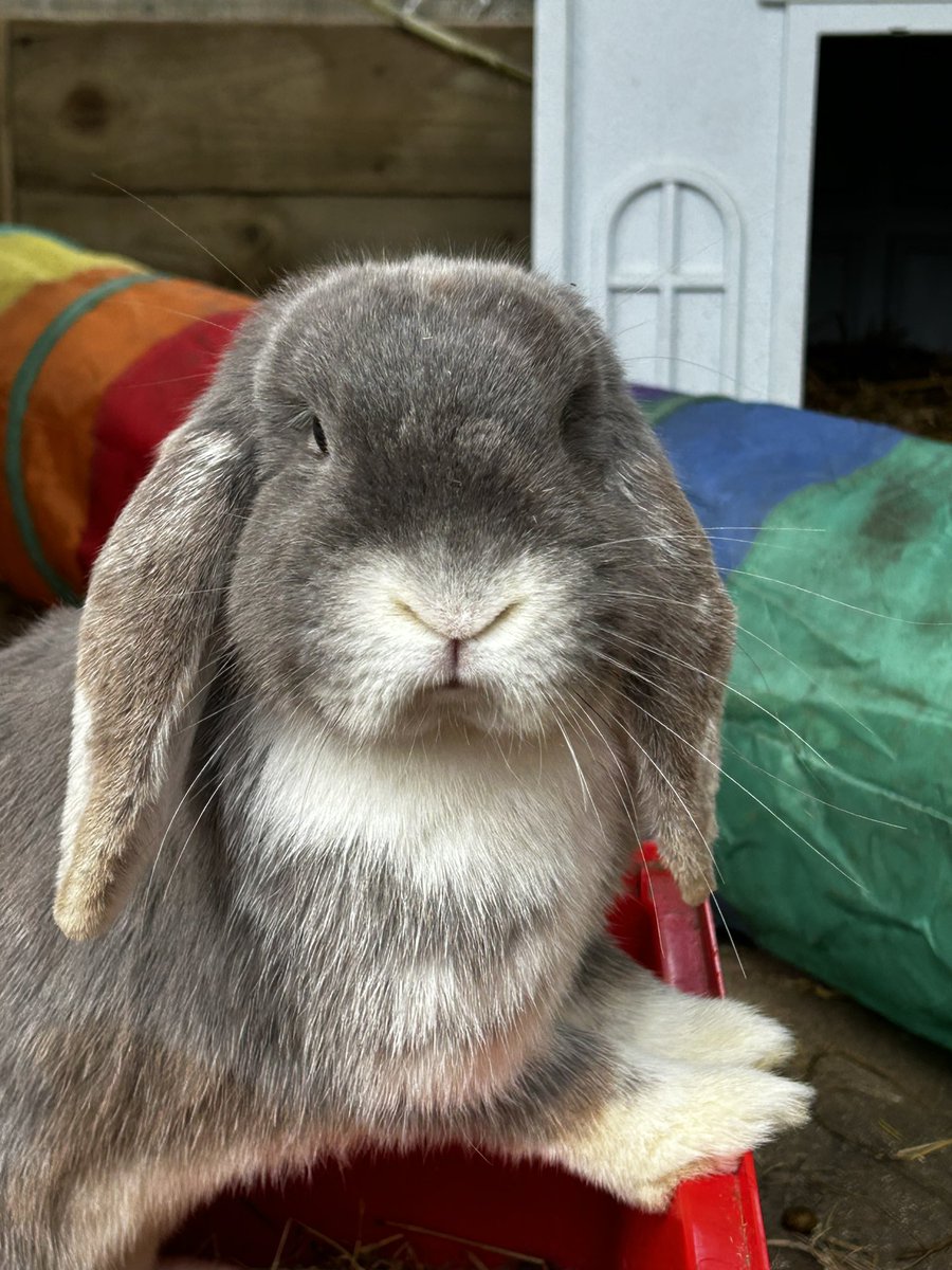 Doughnut went off to foster placement last night. Being spoiled with her fab new foster family. If you are interested in fostering a bun please get in touch. We have fosters all over the UK 🥰🥰