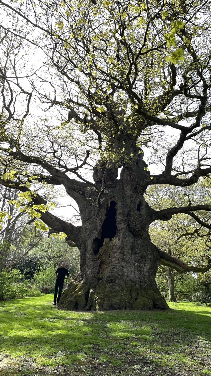 Made a pilgrimage to The Majesty oak tree and was duly humbled in her mighty presence. Sketches were made #thicktrunktuesday