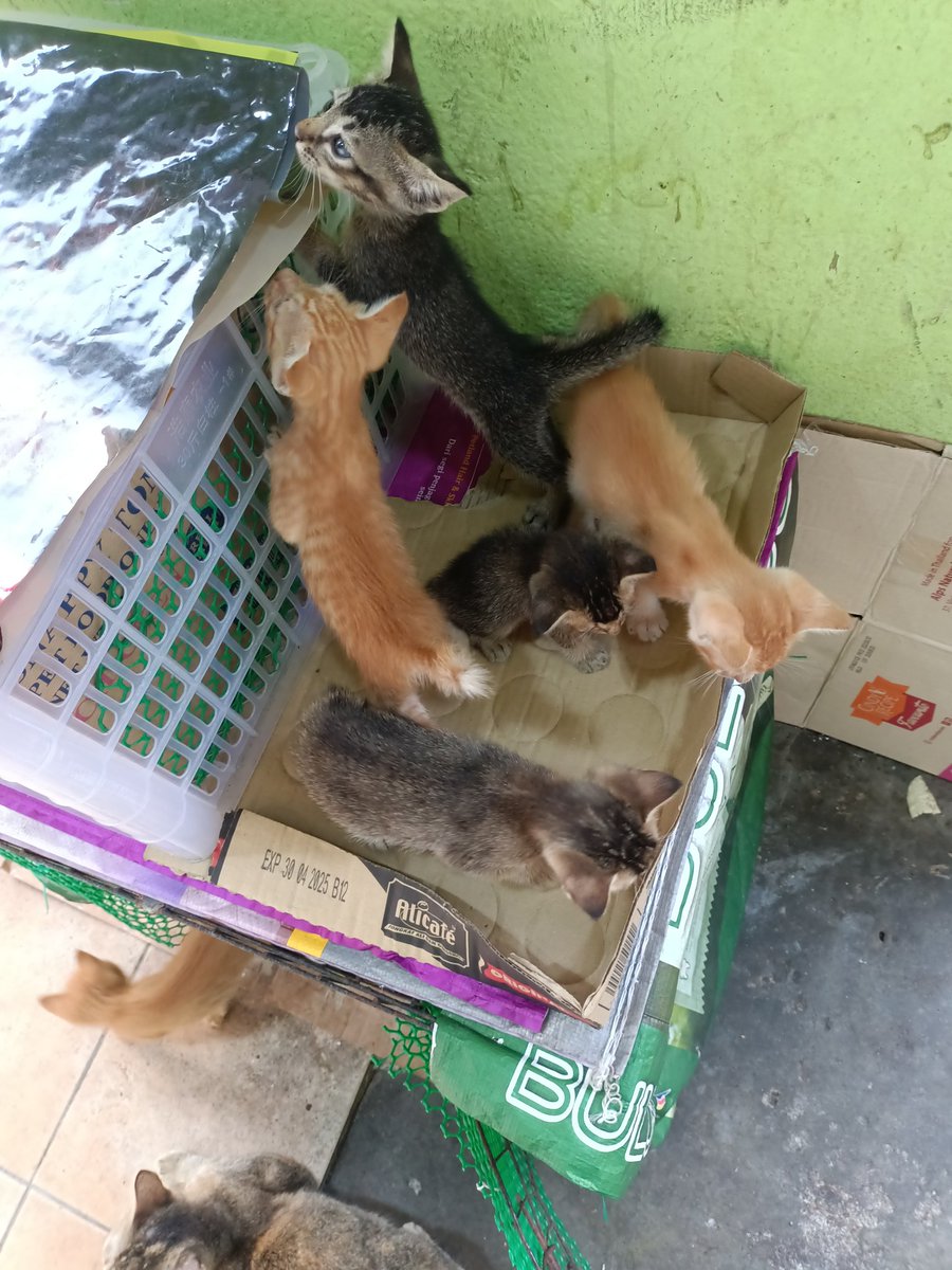 🚨PERLUKAN FOSTER/ADOPTER! 📍Taman Kosas Kittens ni semua dibuang tanpa ibu. Kecik & still perlukan susu ibu. Sesiapa yang masih ada ruang, pls help these kittens. Kasihanilah mereka😭 P/s: mandul la bodoh! Xfaham la ak konsep korang yang dosa/kesian mandul tp xpe buang anak2.