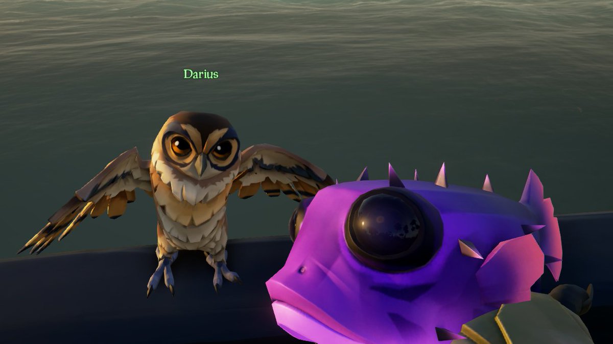 Bought my first owl. Couldn't resist making this joke.