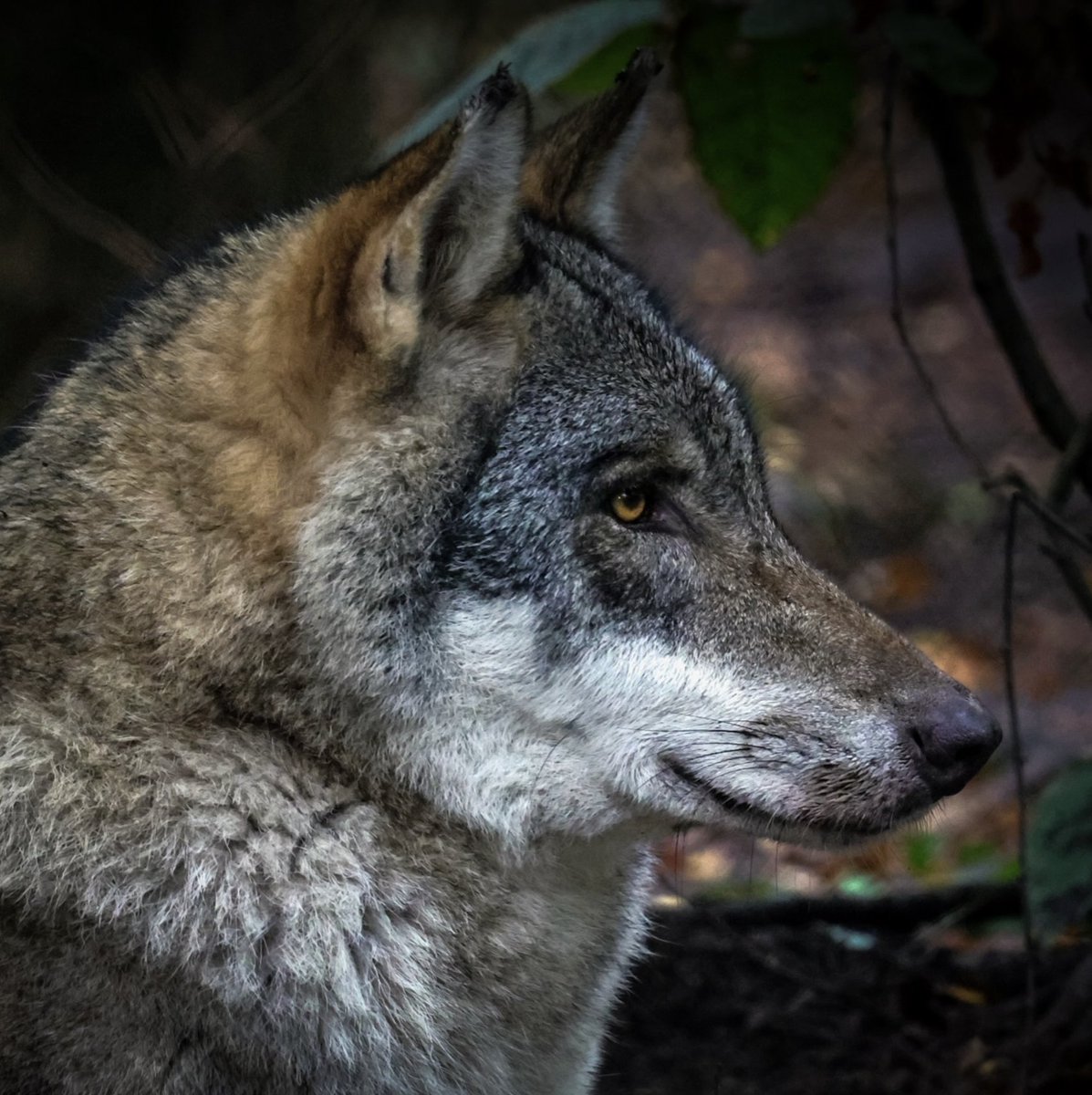 Only 5 spots free for our May Night Tour on May 29th🐺🌙✨ May 15th is already sold out, so fast finger first for the 29th! shop.wildwoodtrust.org/kent-tickets-a… Explore Wildwood at night and see our animals in a whole new light ✨ #wildwoodtrust #kent #nighttour