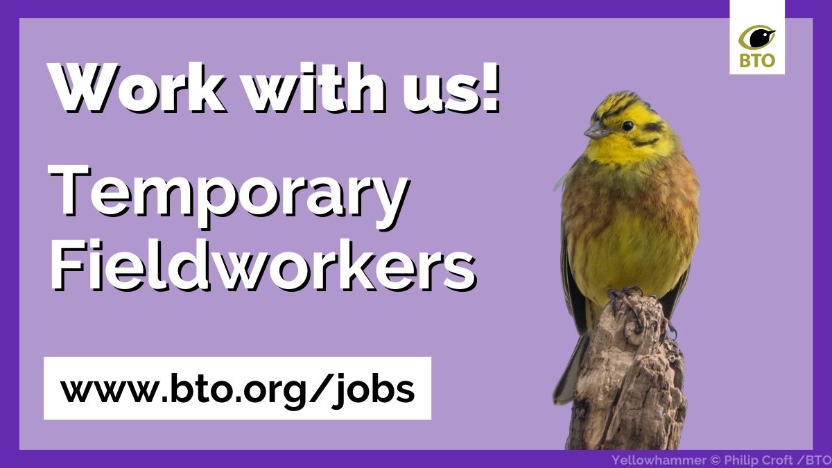 Job opportunity📢 We’re looking for 3-4 fieldworkers for up to 6 days of farmland bird surveys each between April & June. Discover more⬇️or apply ➡️bit.ly/3UE1zpS 🐦Role: Short-term contract, part-time, hourly rate 🪶 Knowledge required: Good farmland bird ID skills 📍