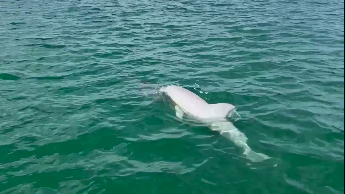Rare white dolphin spotted swimming near Clearwater Causeway bit.ly/3WgKymY
