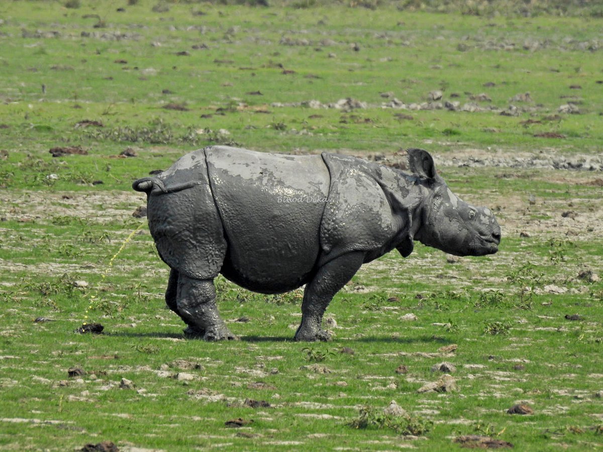 #Indianrhino Cool