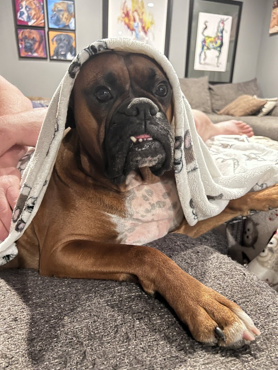 Zeus was fast asleep and then he heard thunder on tv 

#boxerpuppy #boxerdogs #boxerlife 
#boxerlovers #boxersrock #boxersoftwitter #boxerdogsoftwitter #dogsoftwitter #dogsofx