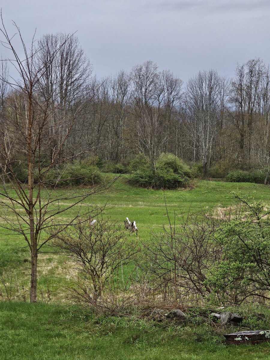 White tailed deer, good morning! ☕️