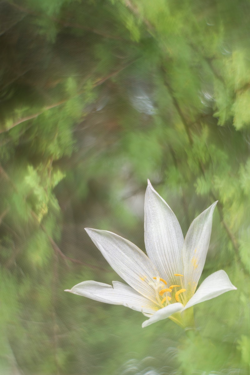 Genesis on BASE! Happy to share 'Azucenita', now available on Base and part of Hangar1 by @saucebook. ✓ Photography made in camera, no manipulation in post-production. ▶️ See comments for process. ✓ Highlights the importance of native vegetation. 0.05 Eth Link 🔽