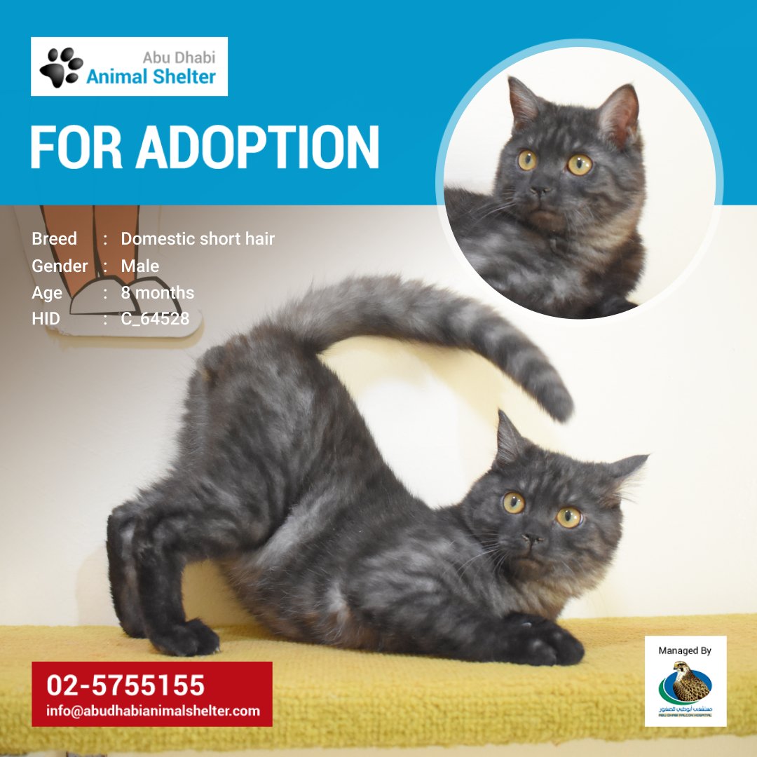 This sweet cat is seeking a new loving home! Adopt him to be your new furry companion.
HID: C_64528
To see the full list of adoption pets, kindly visit: abudhabianimalshelter.com/services/adopt…
#ADAS #AdoptDontShop #AbuDhabi #DomesticShortHair #AnimalShelter