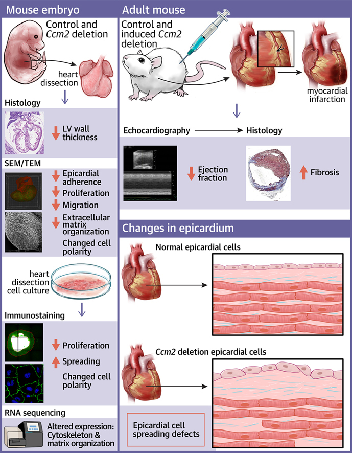 In this issue of #JACCBTS, Dr. Rui Wang, et al. demonstrate that epicardial deletion of CCM2 in mice results in defective cardiac development through aberrant cytoskeletal organization. bit.ly/4378nPi #CHD