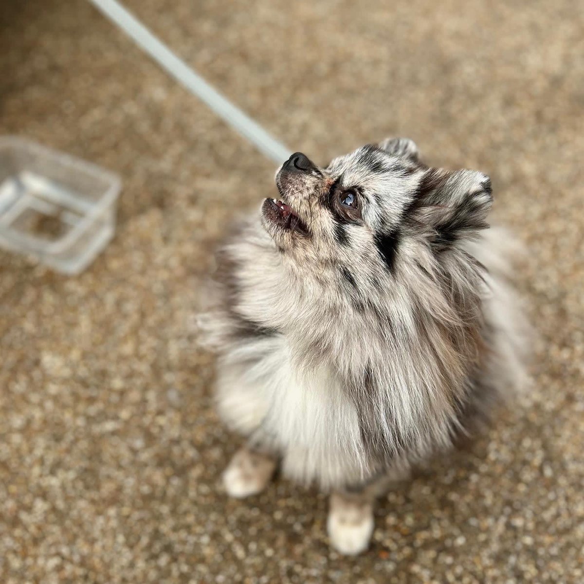 Another day, another doggo 🐶 

Bambini made the team’s day and we absolutely love meeting your furry friends and are 100% dog friendly both inside the restaurant and for our Al fresco dining! 

Water & treats provided 🤩

#visitcambridge #dogfriendlypub #dogfriendlycambridge